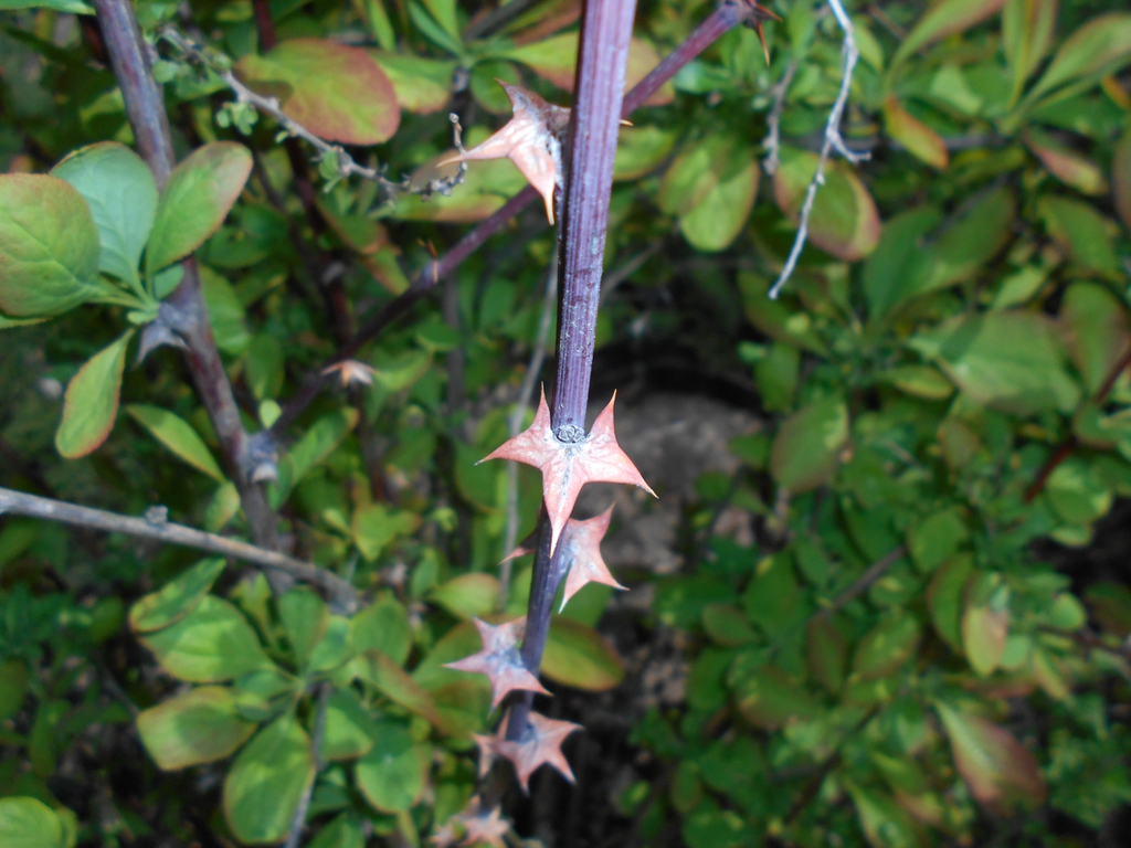 Berberis koreana