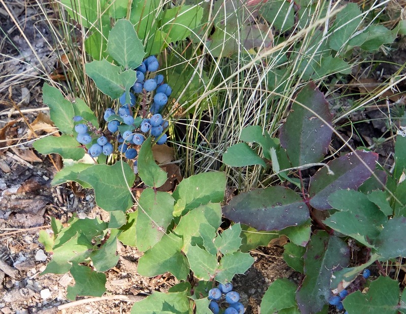 Creeping plant with blue berries.