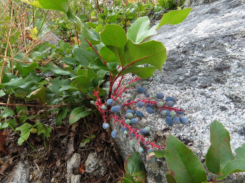 Creeping plant with blue berries.