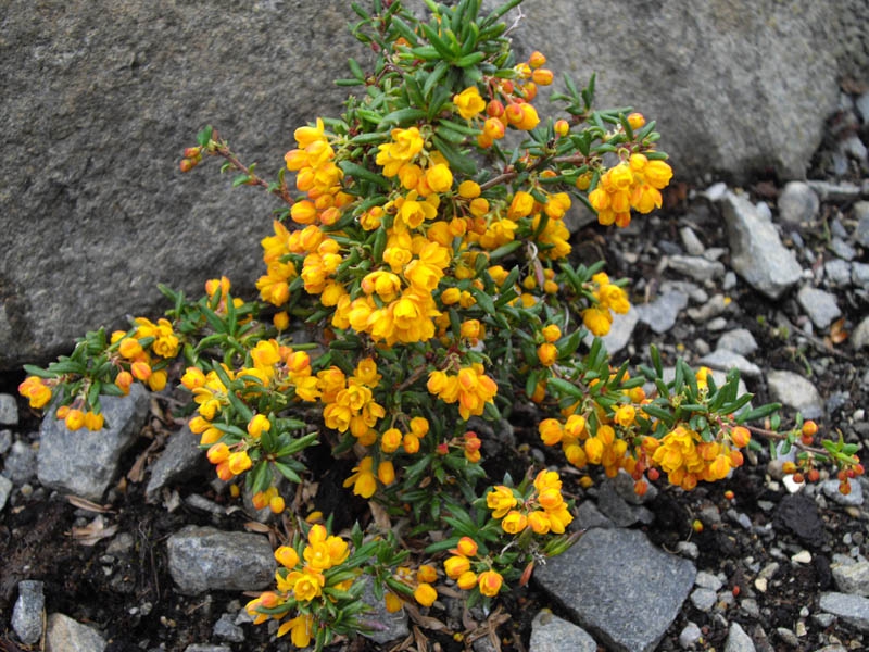 Form in bloom