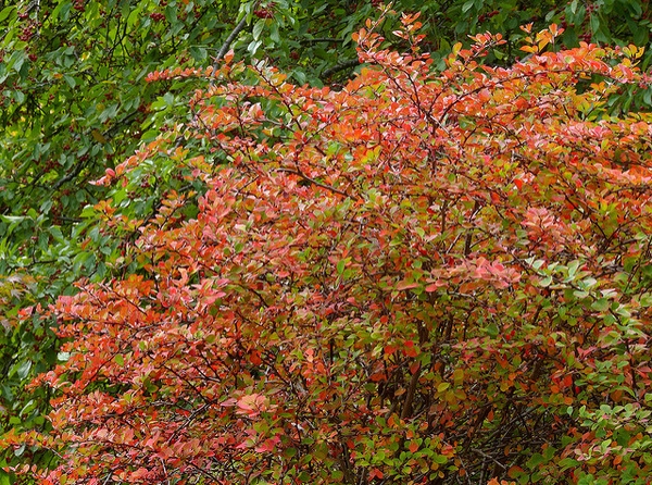 Japanese barberry
