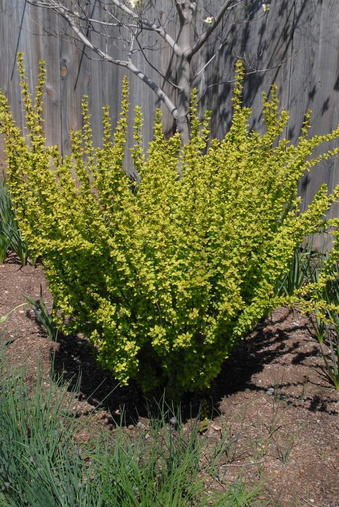 Berberis thumbergii