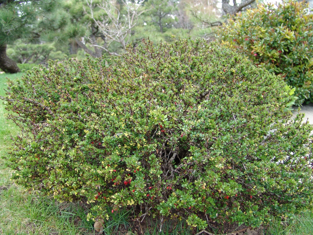 Berberis thunbergii