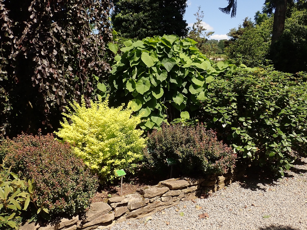 Shrub with yellow leaves used in a shrub border
