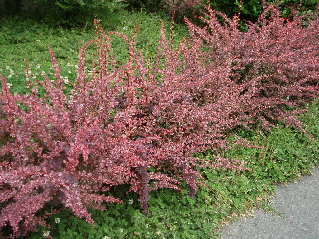 Berberis thunbergii 'Rose Glow' Form