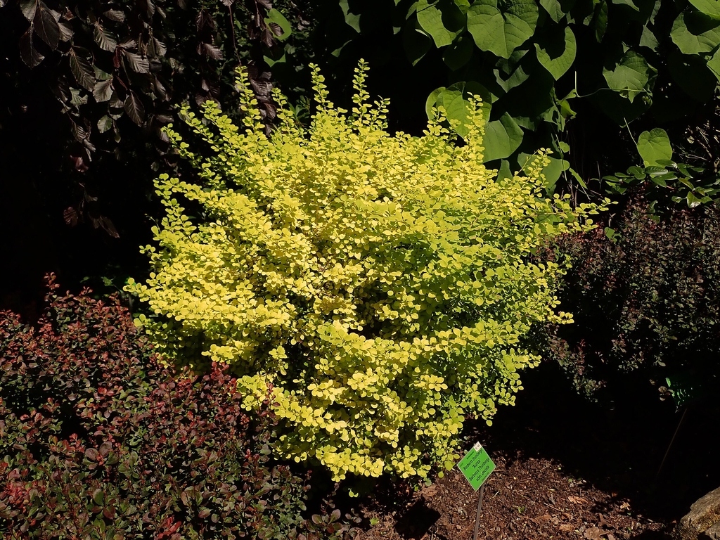Form of a shrub with yellow leaves