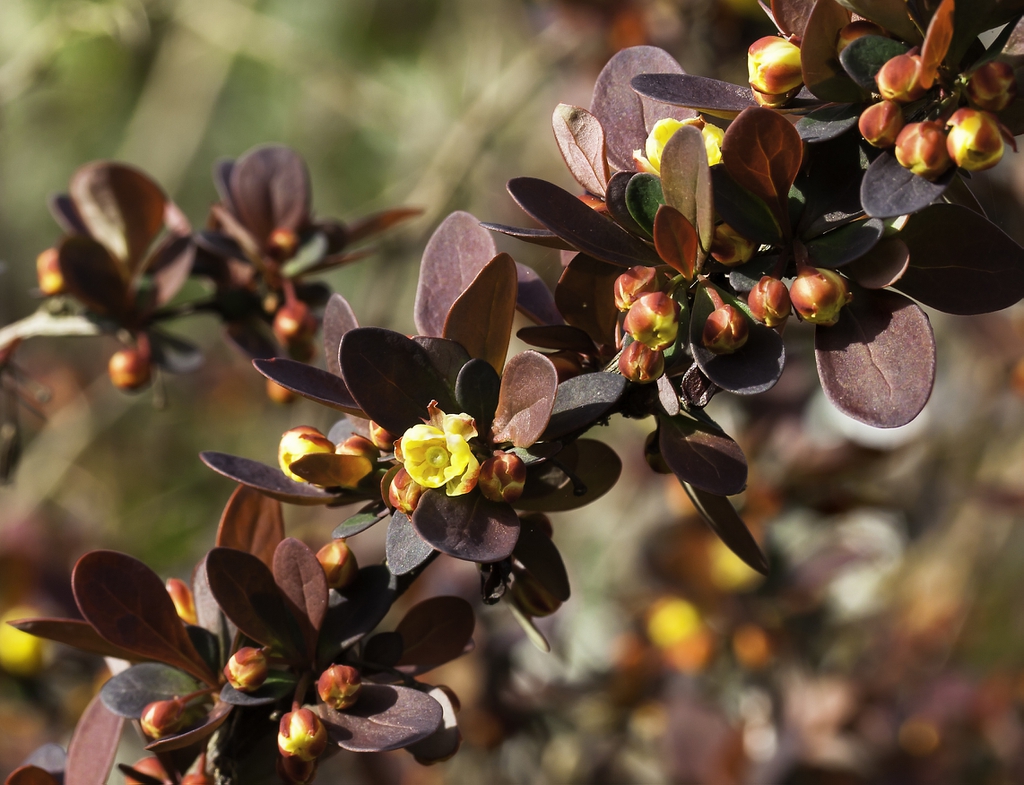 Berberis thunbergii