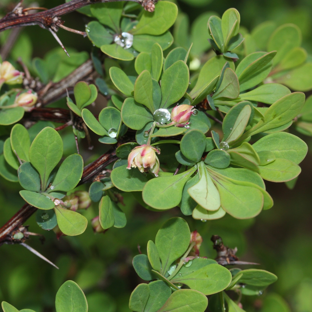 Berberis thunbergii leaves