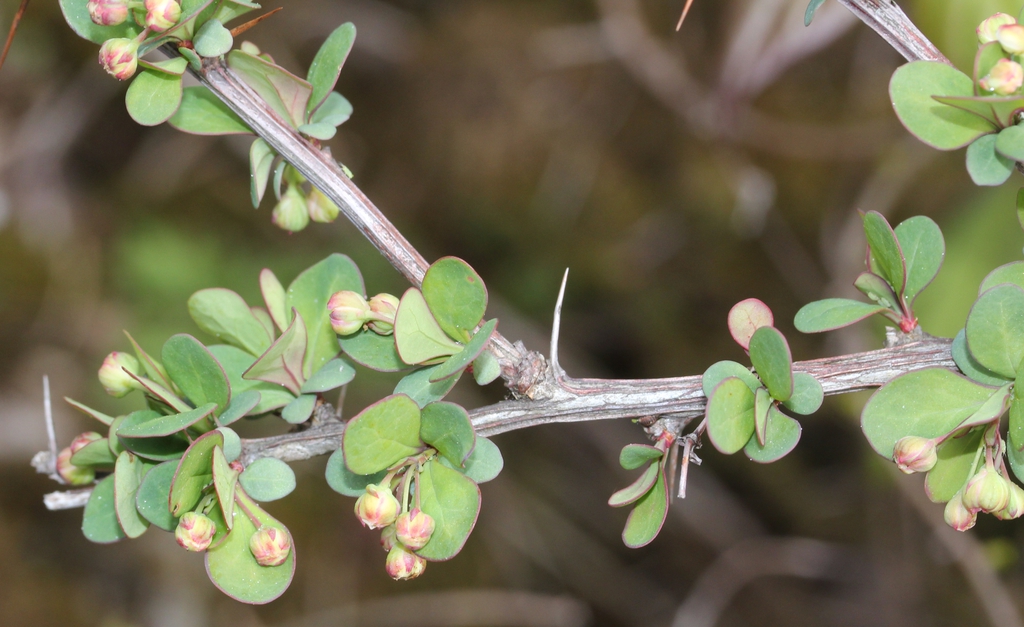 Berberis thunbergii buds
