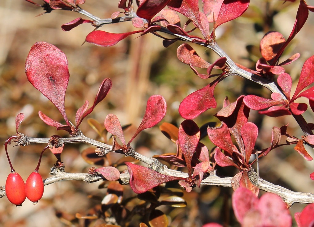 Berberis thunbergii (autumn leaf color)