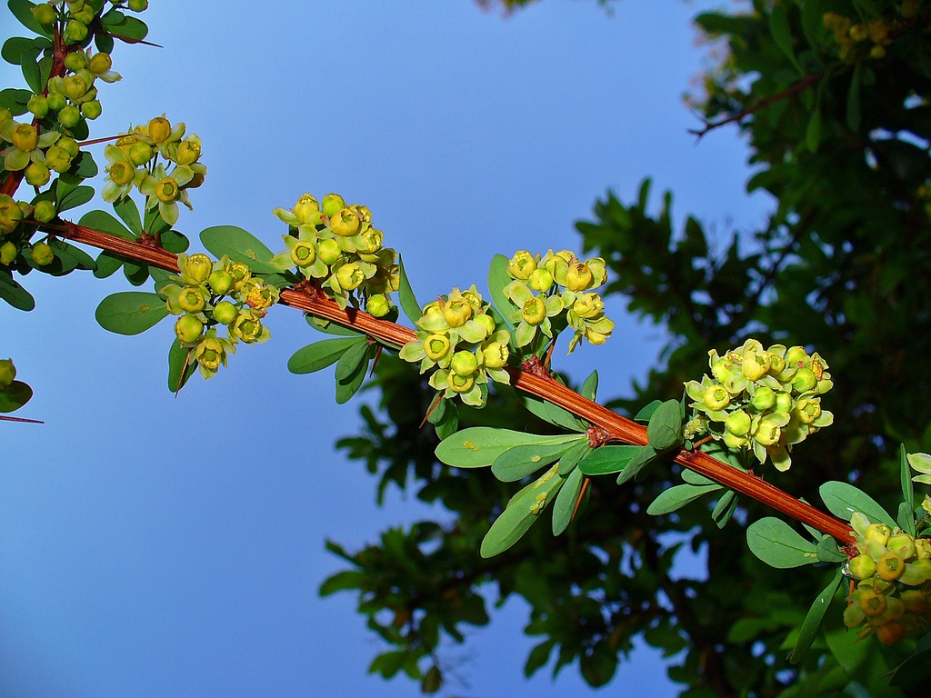 Berberis thunbergii stem, leaves, and flowers