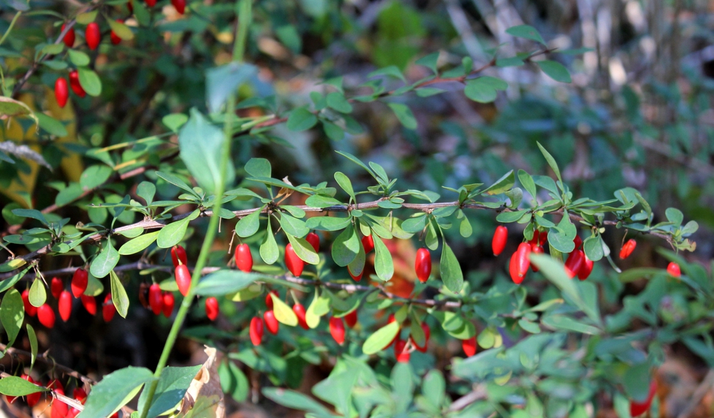 Berberis thunbergii DC