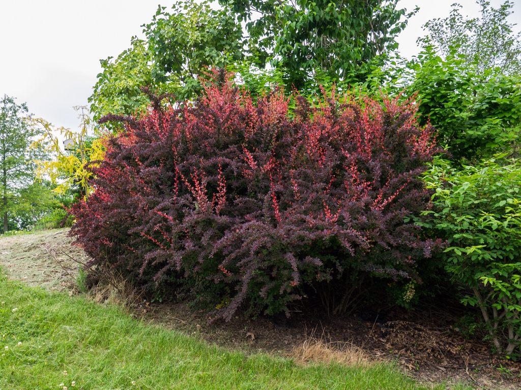 Berberis thunbergii