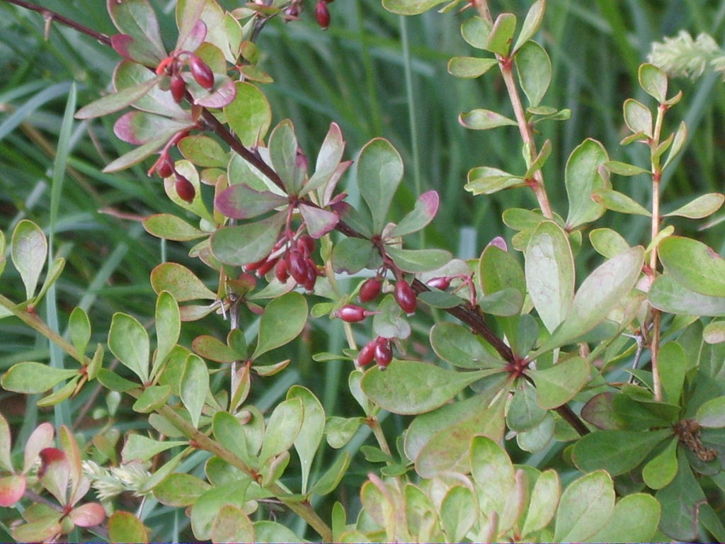 Berberis thunbergii