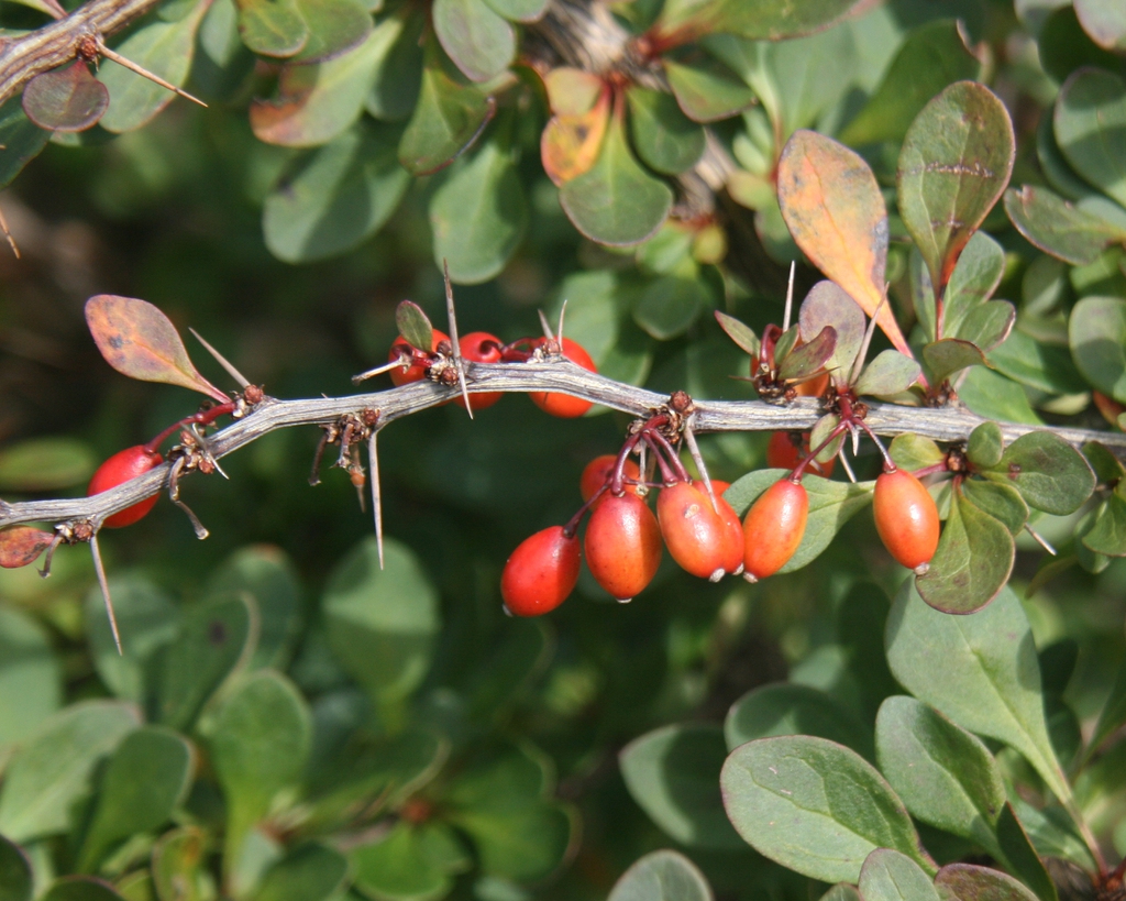 Berberis thunbergii