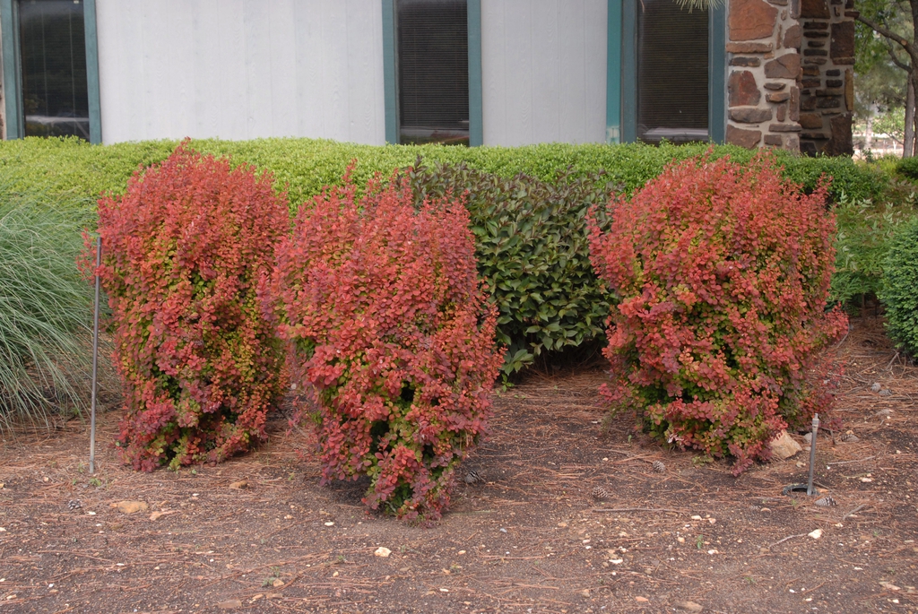 Berberis thunbergii