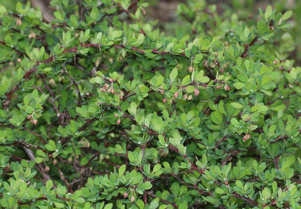 Berberis thunbergii buds, leaves, and form