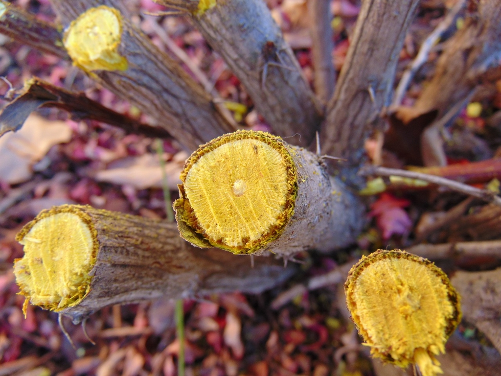 Berberis thunbergii cut wood