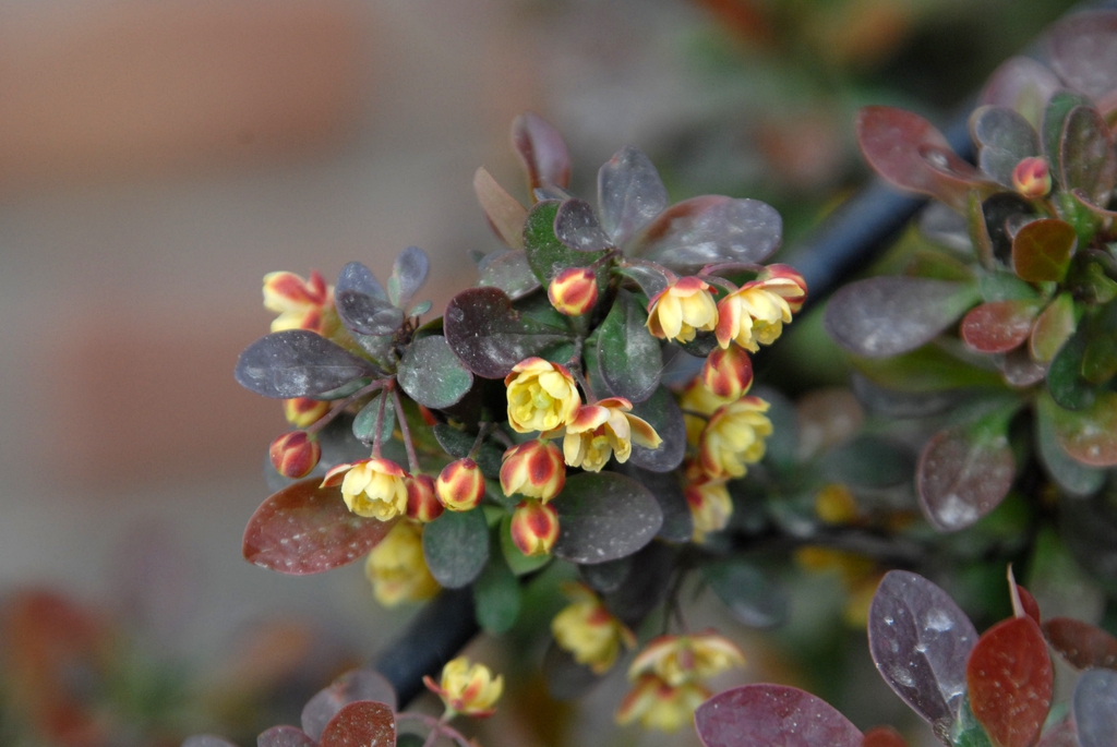 Berberis thunbergii Leaves and Flower