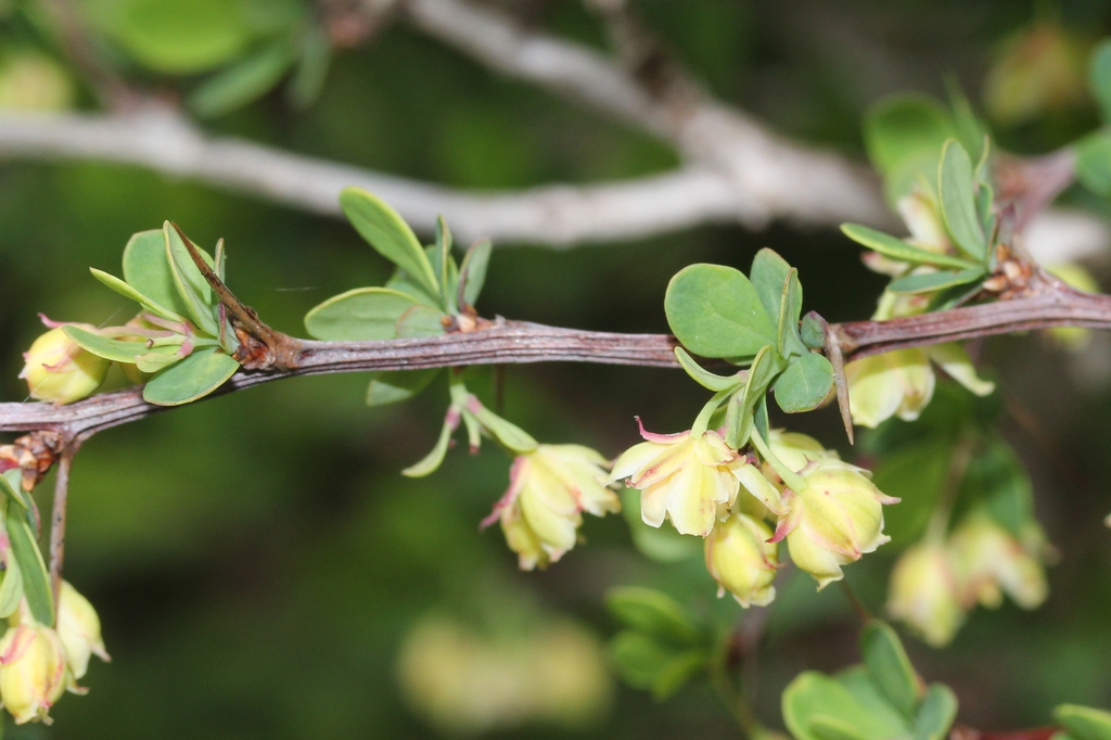 Berberis thunbergii flowers
