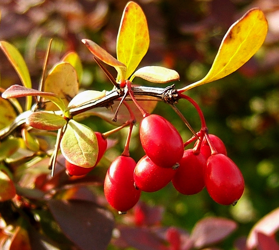 Berberis thunbergii