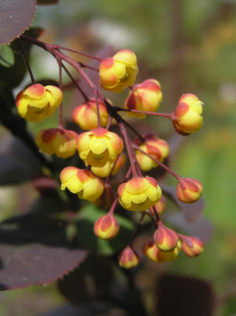 Berberis thunbergii flowers