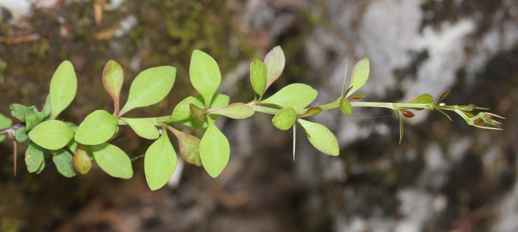 Berberis thunbergii