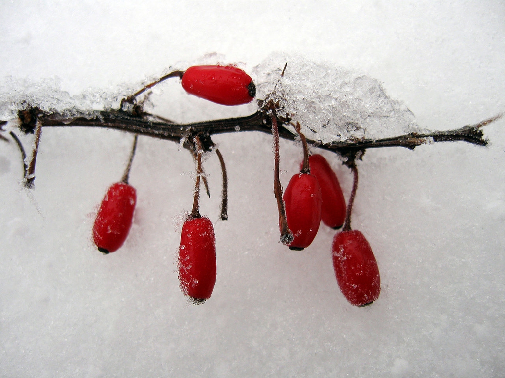 Showy red fruits.