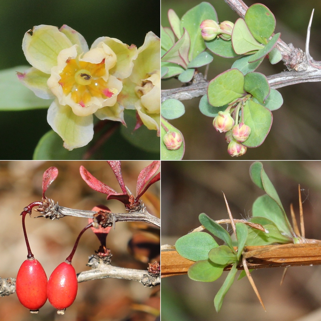 Berberis thunbergii