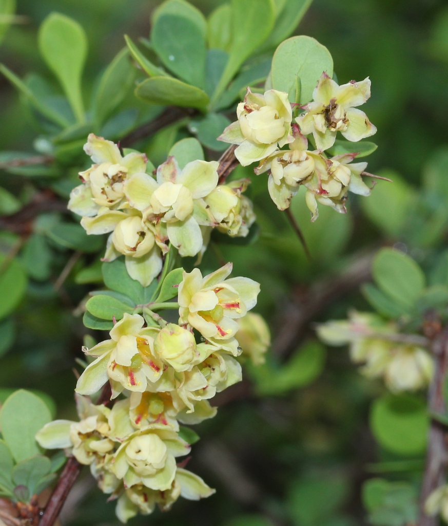 Berberis thunbergii flowers