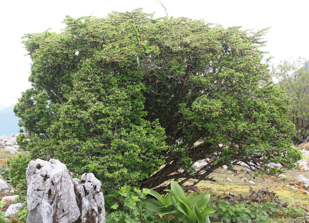 Berberis thunbergii tree form