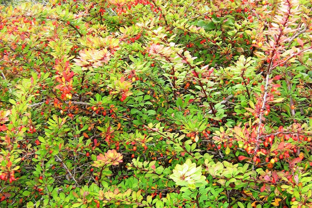 Berberis thunbergii in fall