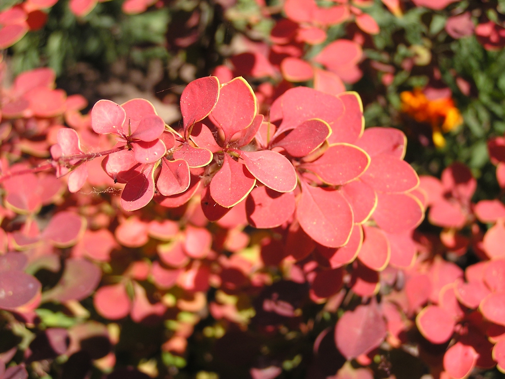 Berberis thunbergii red leaves