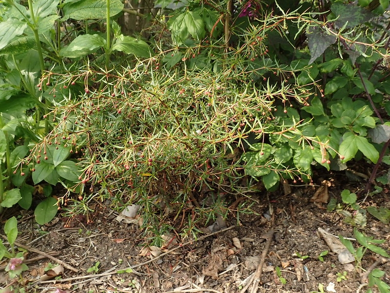 Shrub with spiny, narrow leaves.