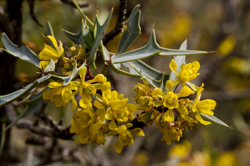 Spine-tipped, 3-lobed leaves & yellow flowers.