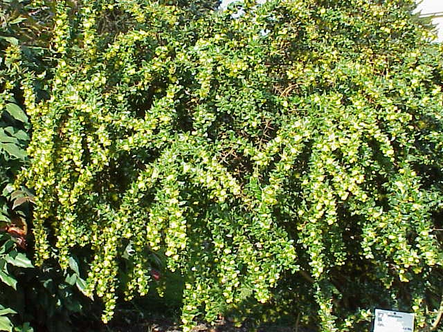 Berberis verruculosa