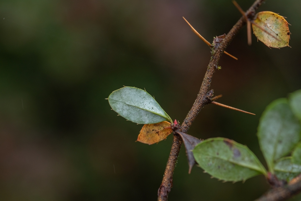 Brown stem with 3 parted spines