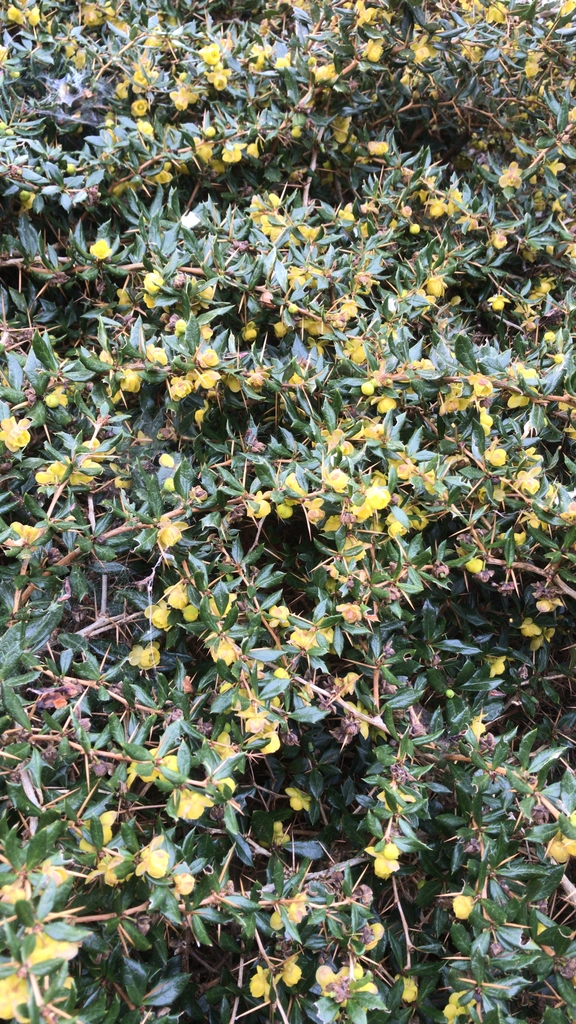 Form in bloom with yellow flowers