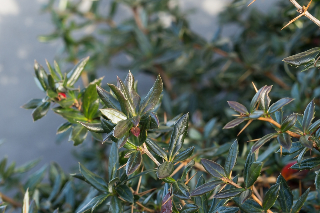 Berberis verruculosa foliage