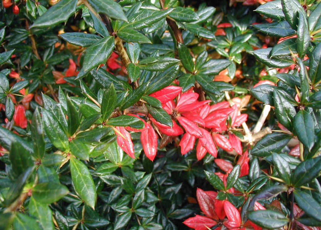 Berberis verruculosa