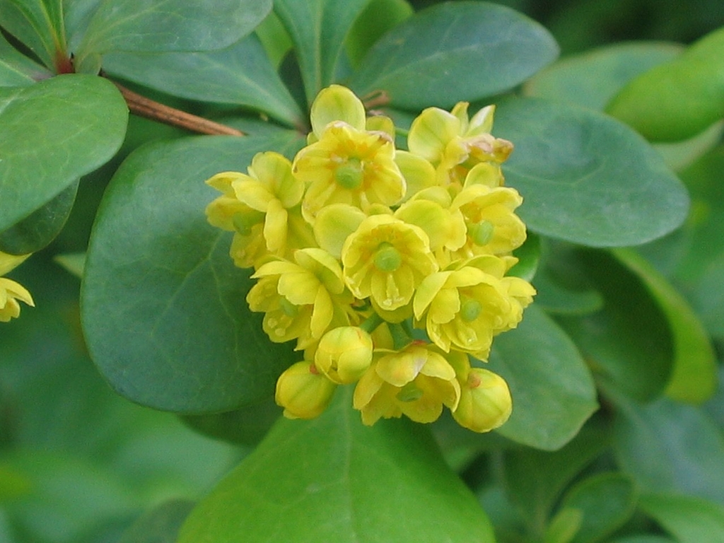 Cluster of yeloow flowers