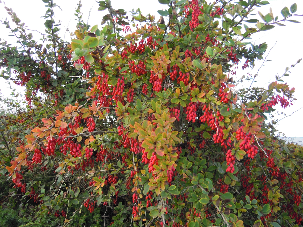 leaves and form