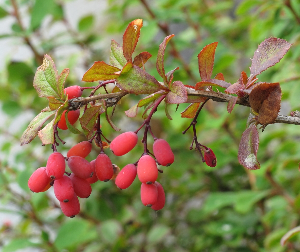 Oblong red fruits
