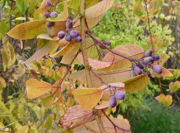 Ripe fruits