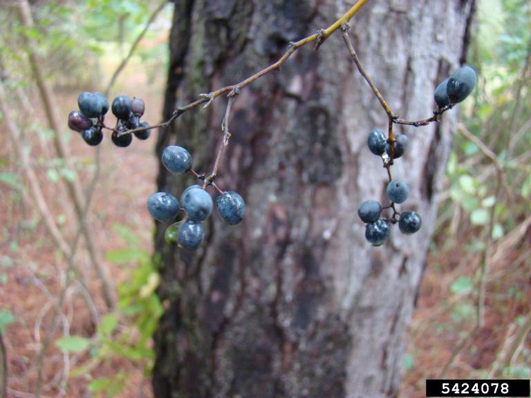 Fruit