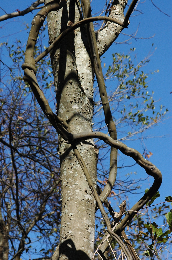 Form