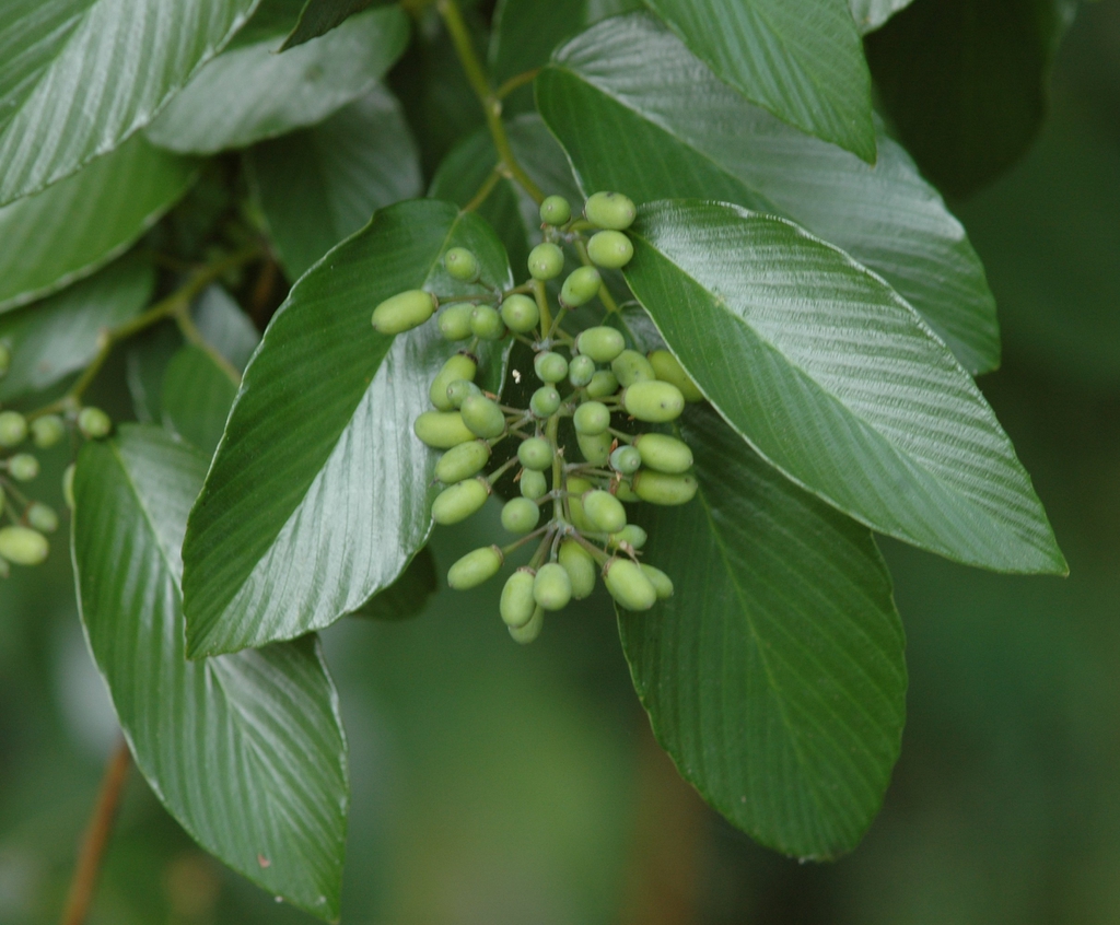 Fruits and leaves