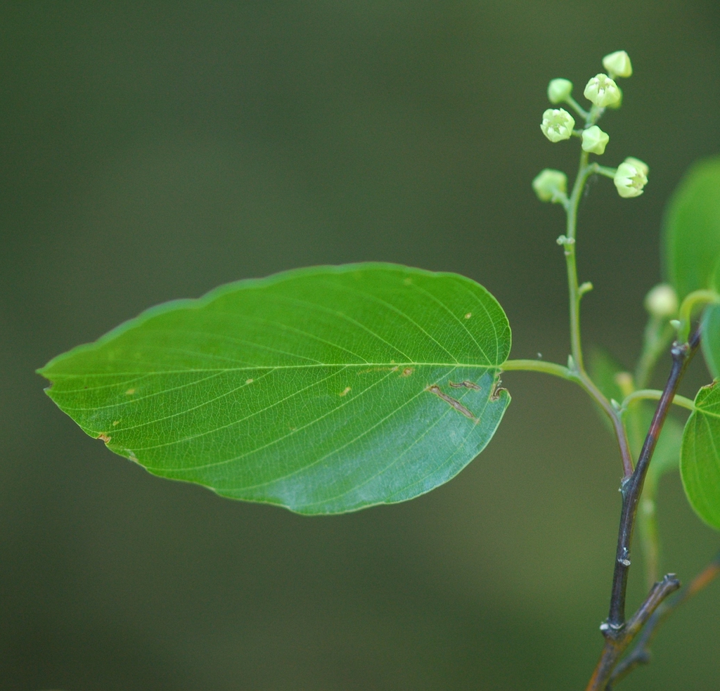 Leaf and flowers