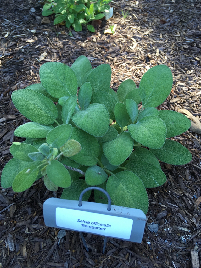Broadly ovate, gray-green, lightly fuzzy leaves.
