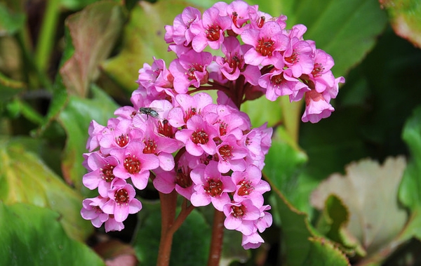 Bergenia